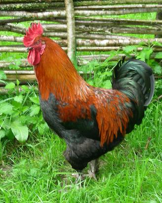 Gallo Marans