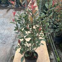 photinia
