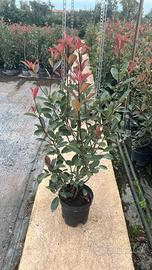 photinia