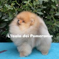 Volpino Spitz nano di Pomerania