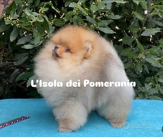 Volpino Spitz nano di Pomerania