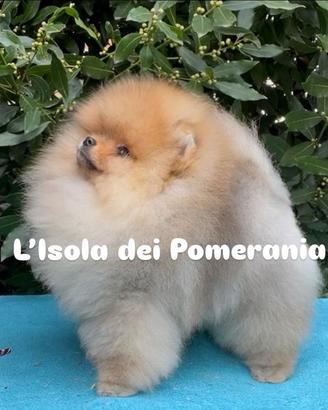Volpino Spitz nano di Pomerania