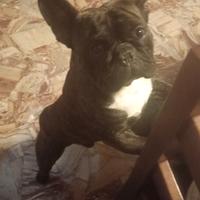 Bulldog francese