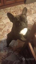Bulldog francese