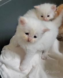Disponibili cuccioli maschi di Gatto Siberiano