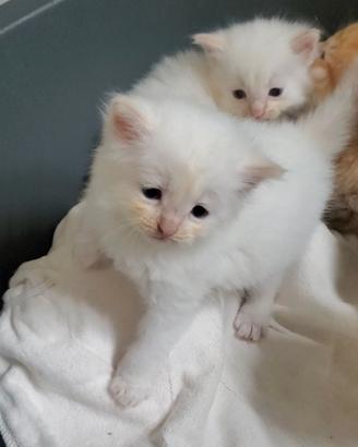 Disponibili cuccioli maschi di Gatto Siberiano