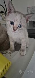 Gattini
