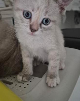 Gattini