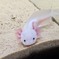 Axolotl leucistico