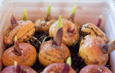 200 bulbi di gladioli per giardino a soli 2 euro 