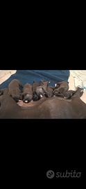 Cuccioli pitbull