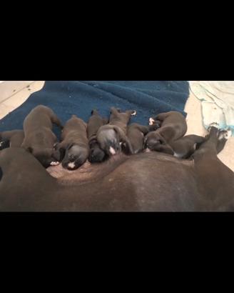 Cuccioli pitbull