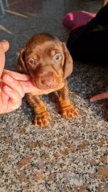 Bassotti nani CIOCCOLATO focato