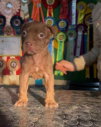 American Pitbull terrier