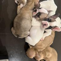 Bulldog francesi