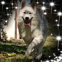 Pastore svizzero bianco