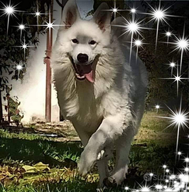 Pastore svizzero bianco