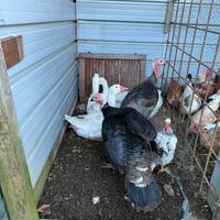 Disponi-Galline ,occhi, tacchino. anatre, faraone