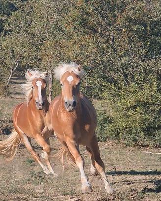 Puledri avvelignesi di 2,5 anni