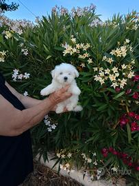 Cuccioli di maltese disponibili