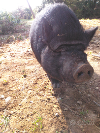 Maiale Vietnamita Thailandese