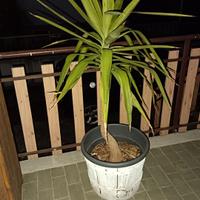 tronchetto felicità 