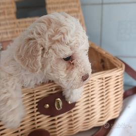 Cucciole di Lagotto Romagnolo con PEDIGREE