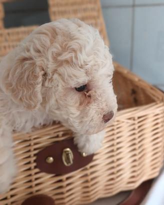 Cucciole di Lagotto Romagnolo con PEDIGREE