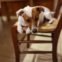 Jack russel per accoppiamento