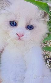 Cucciola RAGDOLL Pedigree / Pet Therapy