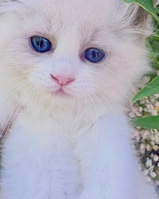 Cucciola RAGDOLL Pedigree / Pet Therapy