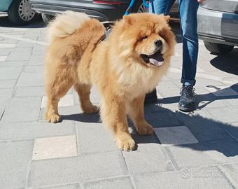 Chow Chow per monta