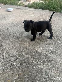 Staffy