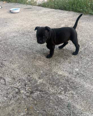 Staffy