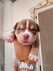 Cucciolo maschio american bully pocket