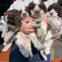 Lagotto Romagnolo con pedigree