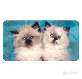 Gatti siamesi himalayani