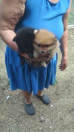 Cuccioli di volpino Pomerania