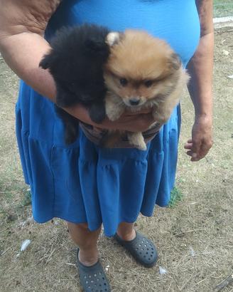 Cuccioli di volpino Pomerania