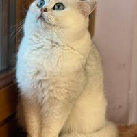 Gatto british shorthair