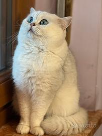 Gatto british shorthair