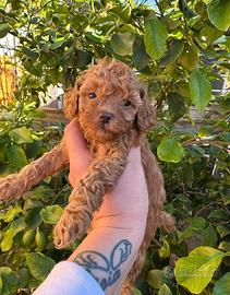 Cucciola Barboncino Toy