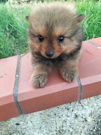 Volpino di Pomerania