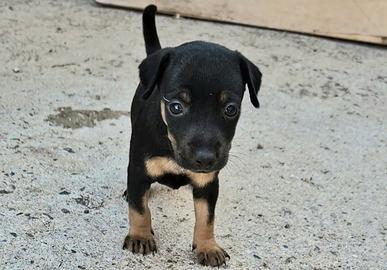 Vendita Cuccioli Pinscher Maschi e Femmine