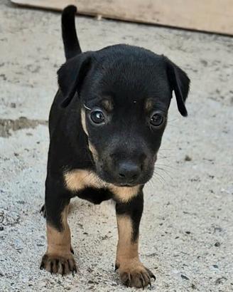 Vendita Cuccioli Pinscher Maschi e Femmine