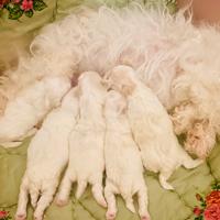 Allevamento cucciolo Bolognese Pedigrèe Enci