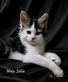 Disponibili cuccioli maine coon