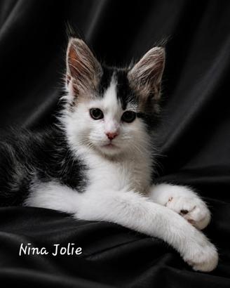 Disponibili cuccioli maine coon