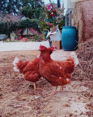 Galline ovaiole