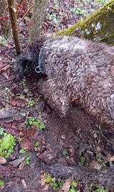Lagotto romagnolo